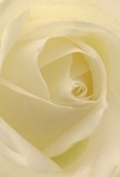 This image draws you deep into the heart of a creamy white rose, the perspective so close you can almost feel the silken texture brushing against your skin. Each petal unfurls in an elegant spiral, their surfaces delicate as morning mist settling over Hendon's gardens. Gentle shadows nestle between the ivory folds, creating a subtle drama that balances peace with presence-like the soft hush before the first light appears along Hendon Way. There's an aura of tranquility that suffuses the scene, each detail echoing the quiet reverence with which local florists select every bloom for occasions both joyous and solemn. The rose seems to radiate an understated fragrance-pure and comforting, the sort that lingers after a thoughtful visit or brings solace in moments of reflection. This blossom, crafted with care for heartfelt messages of sympathy, admiration, or new beginnings, is more than a flower; it's a vessel of emotion and artistry shaped by Hendon's local experts. Just as the neighbourhood blends tradition with a welcoming spirit, so too does this rose capture the gentle hope and lasting grace that make every floral gift a cherished memory in NW4.